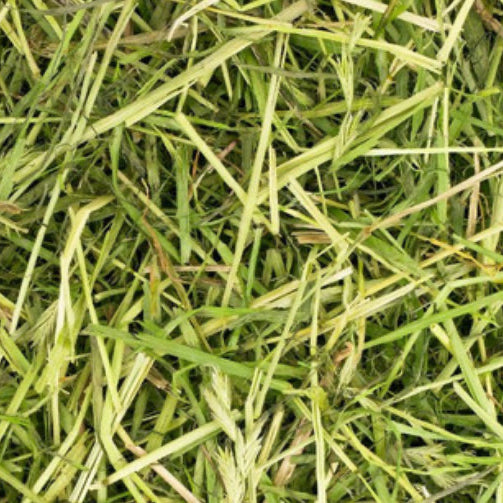 Friendly Readigrass 1kg