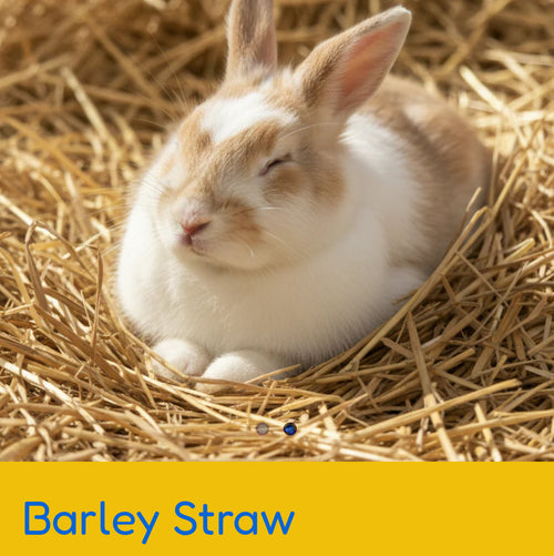 Barley Straw