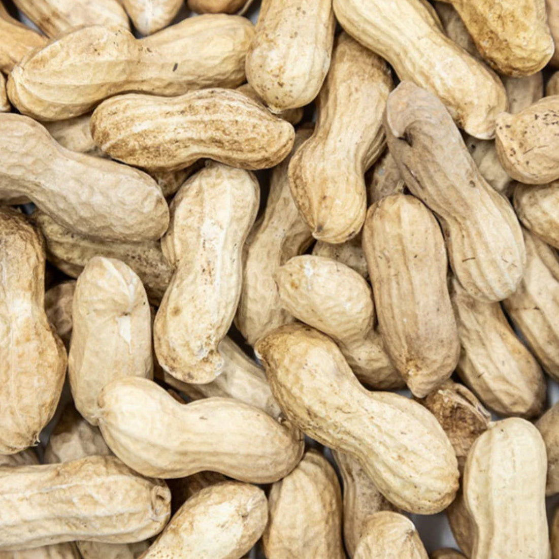 Peanuts in shells 500g