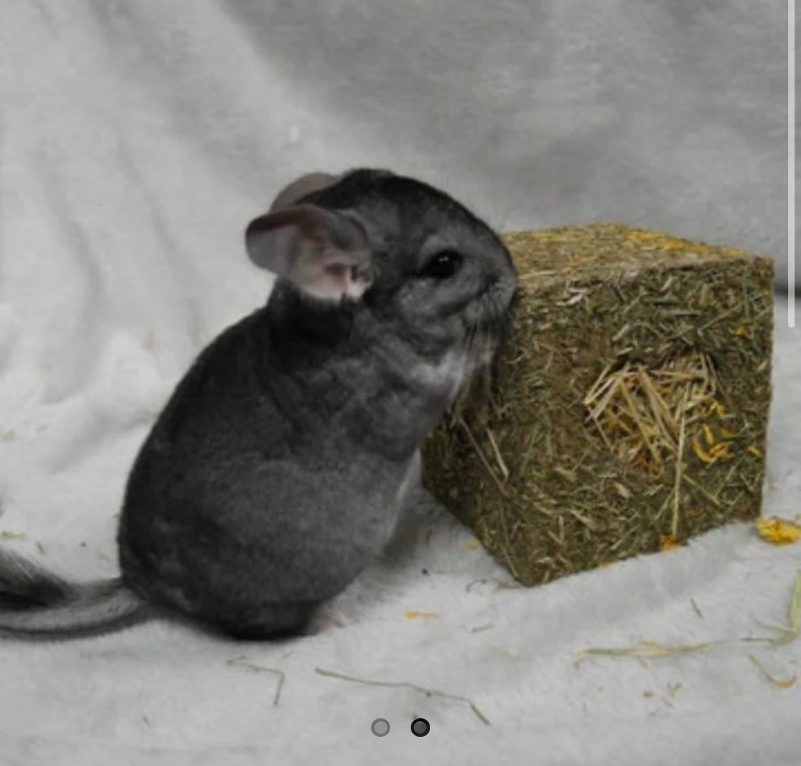 Hay Cube medium