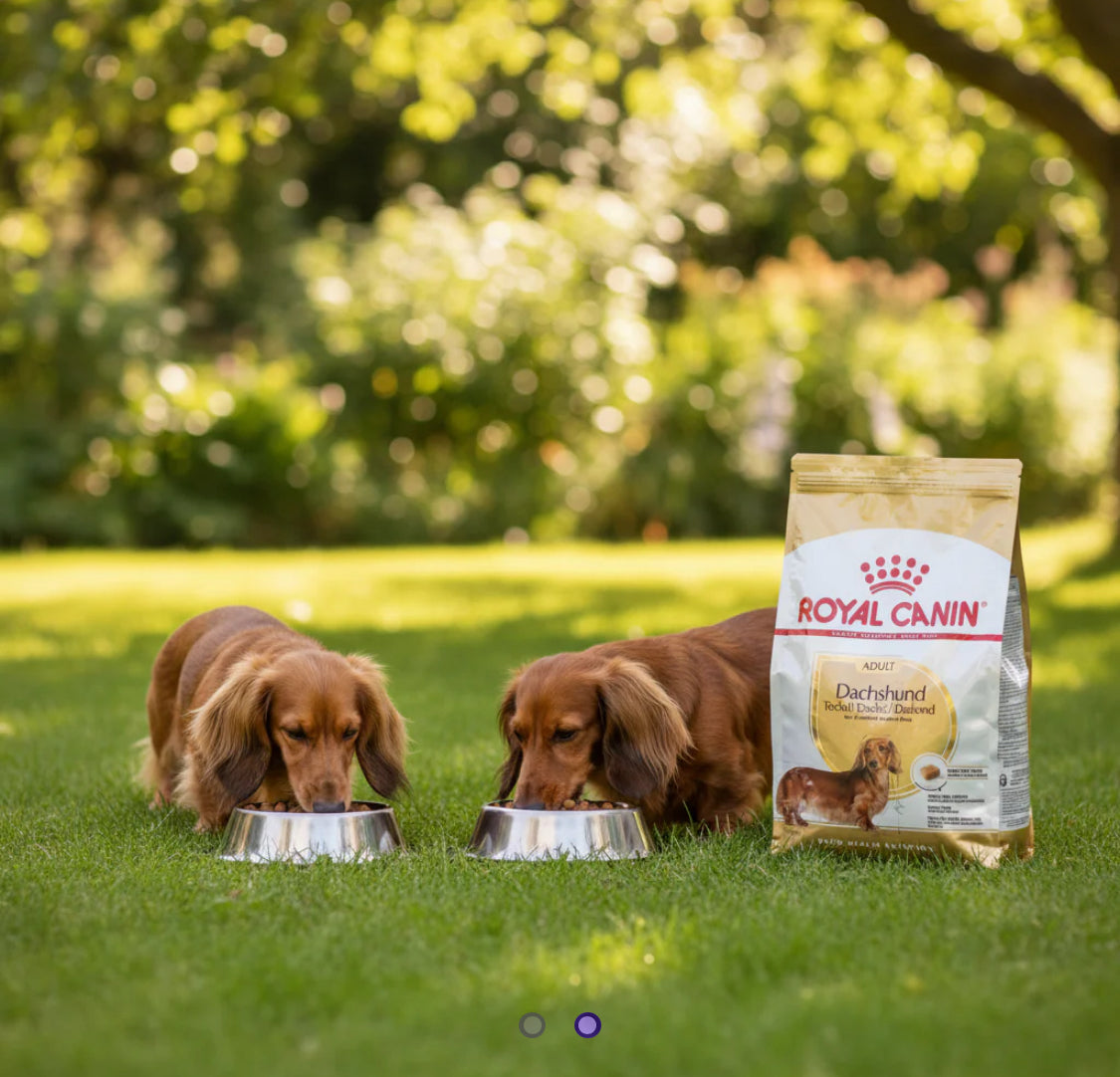 Royal Canin Dachshund 1.5kg
